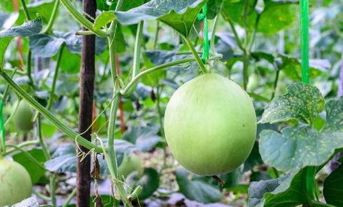 吃酥瓜喉咙疼,喉咙不适需注意