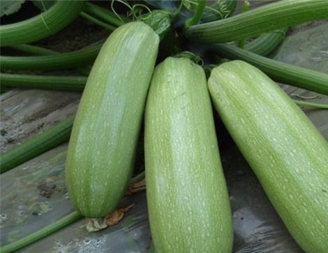 吃山瓜的好处,揭秘吃山瓜的五大益处