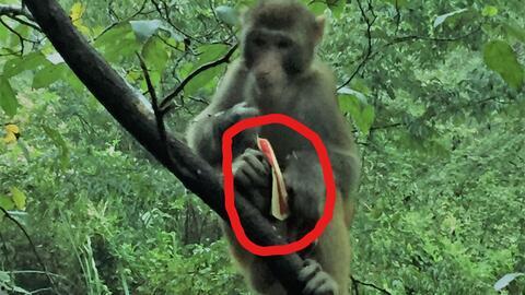 人吃瓜像猴子,揭秘人类与动物共通的行为奥秘