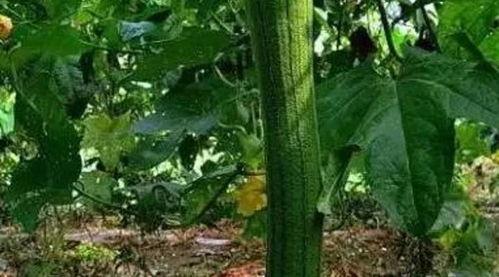 吃瓜高阳,一场全民参与的“瓜界”盛宴