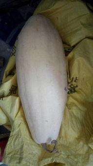 吃白瓜会不会痛风