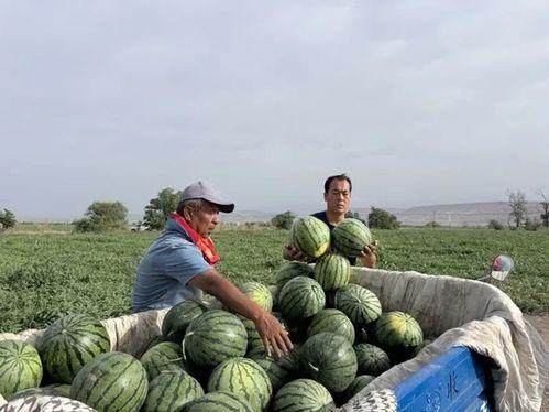 忠忠吃瓜,忠犬忠忠的瓜田奇遇记