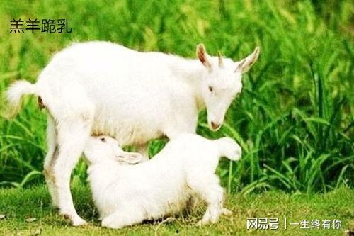 晴天小羊吃瓜完整,晴天小羊的奇妙瓜果之旅