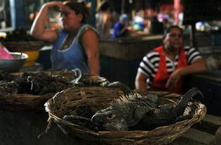 尼加拉瓜可以吃吗,哪些可以放心品尝