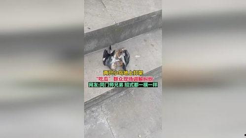 打架现场吃瓜图片大全,打架现场吃瓜图鉴,一图览尽江湖风云