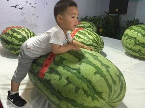 821吃瓜事件,揭秘网络舆论背后的真相与争议