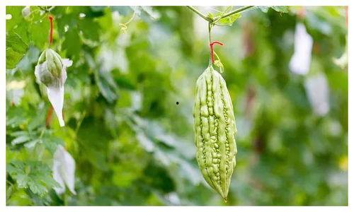 处暑过后吃三瓜