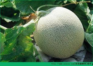 在瓜洲吃哈密瓜好吗,舌尖上的甜蜜之旅