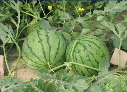 徽县吃瓜事件,一场网络热议背后的真相探寻