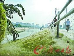 河堤路吃瓜,清凉一夏，共享欢乐时光